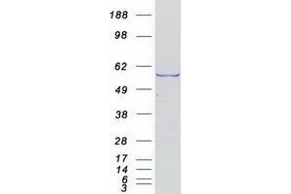 TOE1 Protein (Myc-DYKDDDDK Tag)