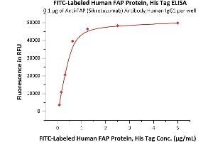Immobilized Anti-FAP (Sibrotuzumab) Antibody,Human IgG1 at 1 μg/mL (100 μL/well) can bind Fed Human FAP Protein, His Tag (ABIN6973049) with a linear range of 0. (FAP Protein (AA 26-760) (His tag,FITC))