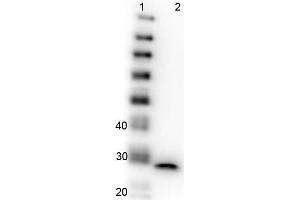 Western Blotting (WB) image for TrueBlot® Immunoprecipitation and Western Blot Kit for GFP Epitope Tag (ABIN6809837)