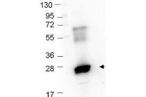 Western Blot showing detection of recombinant GST protein (0. (GST antibody)