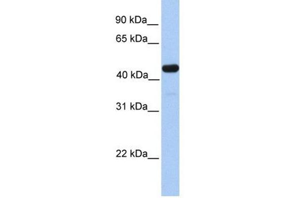 GAL3ST3 antibody  (C-Term)