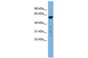 Image no. 1 for anti-phosphatidylserine Synthase 2 (PTDSS2) (AA 35-84) antibody (ABIN6745671) (PTDSS2 antibody  (AA 35-84))