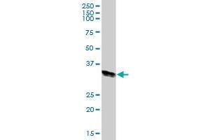 HLA-DRA MaxPab polyclonal antibody. (HLA-DRA antibody  (AA 1-254))