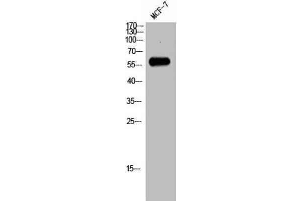 RAB11FIP2 antibody  (Internal Region)