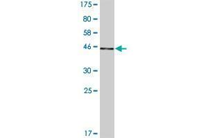 Western Blot detection against Immunogen (45. (MCTS1 antibody  (AA 1-181))