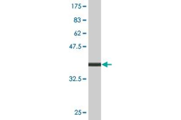 TINF2 antibody  (AA 256-354)