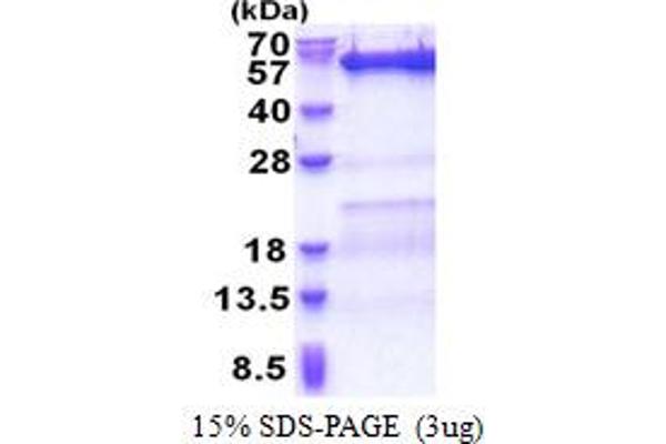 VPS4B Protein (AA 1-444) (His tag)