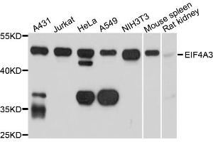 Western blot analysis of extracts of various cell lines, using EIF4A3 antibody. (EIF4A3 antibody)