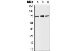 Western blot analysis of SLC6A8 expression in MDAMB435 (A), Raw264. (SLC6A8 antibody  (C-Term))