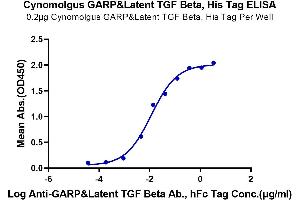 Immobilized Cynomolgus GARP&Latent TGF beta, His Tag at 2 μg/mL (100 μL/Well) on the plate. (GARP & Latent TGF beta 1 Complex (AA 18-628) protein (His-Avi Tag))