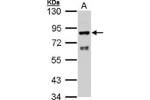 WB Image Sample (30 ug of whole cell lysate) A: Hep G2 , 7. (POR antibody)