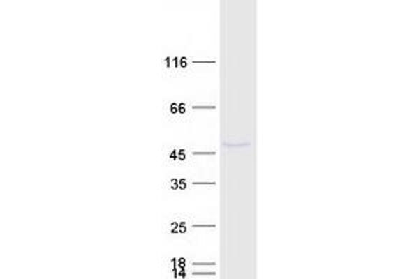 PTDSS1 Protein (Myc-DYKDDDDK Tag)