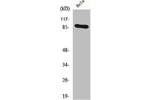 Western Blot analysis of HeLa cells using HSP90A Polyclonal Antibody (HSP9AA1 (C-Term) antibody)