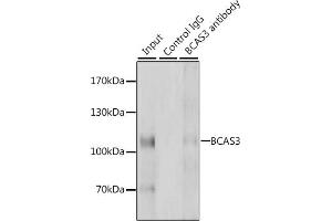 Immunoprecipitation analysis of 200 μg extracts of HeLa cells, using 3 μg BC antibody (ABIN6127481, ABIN6137481, ABIN6137482 and ABIN6223098). (BCAS3 antibody  (AA 674-913))