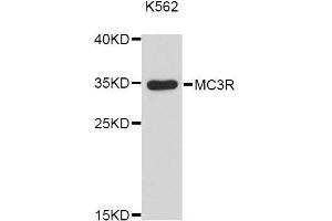 Western blot analysis of extracts of K-562 cells, using MC3R Antibody (ABIN5998194) at 1:3000 dilution. (MC3R antibody)