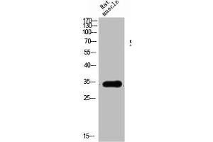 Western Blot analysis of RAT-MUSCLE cells using Siah-1/2 Polyclonal Antibody (SIAH1/2 antibody  (Internal Region))