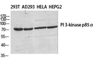 Western Blot analysis of various cells using PI 3-kinase p85β Polyclonal Antibody diluted at 1:500. (PIK3R2 antibody)