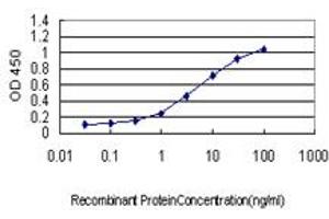 Detection limit for recombinant GST tagged HTRA2 is approximately 0. (HTRA2 antibody  (AA 359-458))