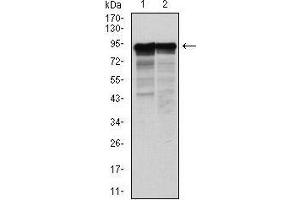 Western Blotting (WB) image for anti-Neurofilament, Light Polypeptide (NEFL) antibody (ABIN1108417) (NEFL antibody)