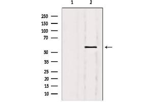 Western blot analysis of extracts from 293, using Nuclear Factor 1 Antibody. (Nuclear Factor 1 antibody)
