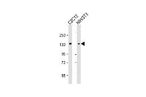 All lanes : Anti-MYPT1 (Ser668) Antibody at 1:4000 dilution Lane 1: C2C12 whole cell lysate Lane 2: NIH/3T3 whole cell lysate Lysates/proteins at 20 μg per lane. (PPP1R12A antibody  (Ser668))