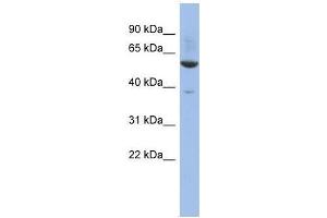 ZNF783 antibody used at 0. (ZNF783 antibody  (Middle Region))