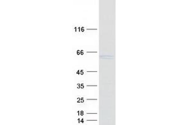 HS1BP3 Protein (Myc-DYKDDDDK Tag)