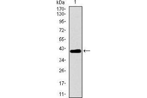 Western Blotting (WB) image for anti-Mitochondrial Ribosomal Protein L42 (MRPL42) (AA 10-142) antibody (ABIN1724818)