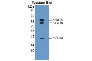 Western blot analysis of recombinant Cow PRDX6. (Peroxiredoxin 6 antibody  (AA 1-224))