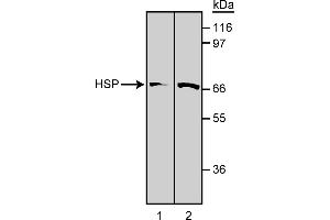 Western Blotting (WB) image for anti-Heat Shock Protein 70 (HSP70) antibody (ABIN967447) (HSP70 antibody)