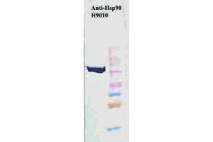 Hsp90 (H9010) Western Blotting, heat shock Hela. (HSP90 antibody)