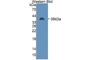 Figure. (TAF2 antibody  (AA 918-1199))