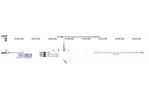 ChIP DNA-Sequencing (ChIP-seq) image for anti-Runt-Related Transcription Factor 1, Translocated To, 1 (Cyclin D-Related) (RUNX1T1) (Internal Region), (N-Term) antibody (ABIN6655575)