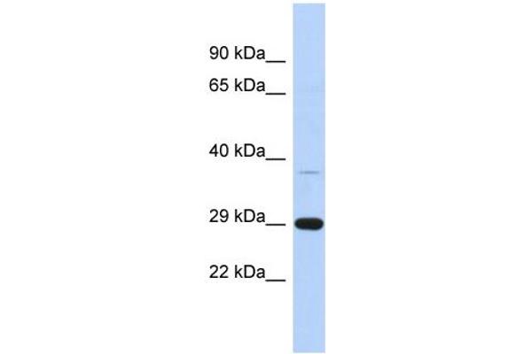 C1ORF74 antibody  (N-Term)