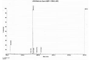 Image no. 2 for Anti-Mullerian Hormone (AMH) peptide (BSA) (ABIN5665944) (Anti-Mullerian Hormone (AMH) peptide (BSA))