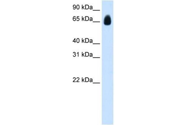 TRIM32 antibody  (C-Term)