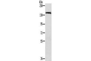 Gel: 6 % SDS-PAGE, Lysate: 40 μg, Lane: A172 cells, Primary antibody: ABIN7191987(PPP2R3A Antibody) at dilution 1/200, Secondary antibody: Goat anti rabbit IgG at 1/8000 dilution, Exposure time: 30 seconds (PPP2R3A antibody)