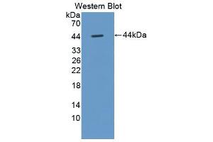 Western blot analysis of the recombinant protein. (LCN12 antibody  (AA 21-109, AA 151-182))