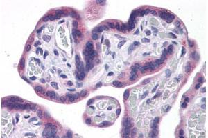 Human Placenta: Formalin-Fixed, Paraffin-Embedded (FFPE) (IDO1 antibody  (AA 1-404))