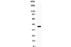 Western blot testing of Crk antibody and recombinant human protein (0. (Crk antibody  (AA 2-246))