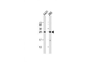 Western Blot at 1:1000 dilution Lane 1: A431 whole cell lysate Lane 2: 293 whole cell lysate Lysates/proteins at 20 ug per lane. (H1FX antibody  (C-Term))