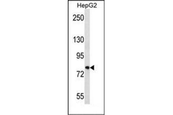 FNDC7 antibody  (C-Term)