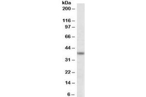 Western blot testing of K562 lysate with ATF4 antibody at 0. (ATF4 antibody)