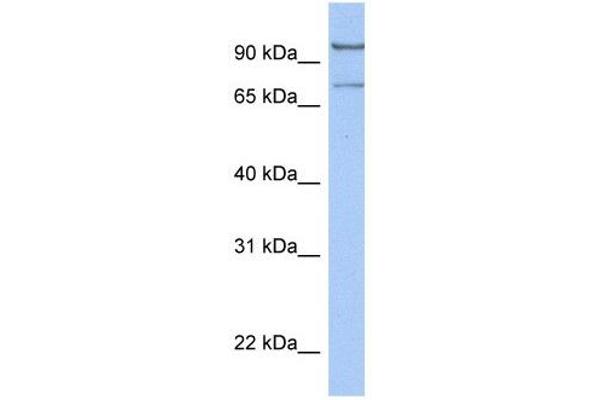 LCMT2 antibody  (C-Term)