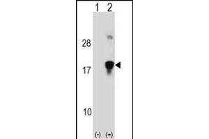 Western blot analysis of HMGN3 (arrow) using rabbit polyclonal HMGN3 Antibody (N-term) (ABIN1538803 and ABIN2848496). (HMGN3 antibody  (N-Term))