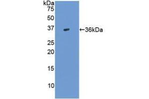 Western blot analysis of recombinant Human TGFb3. (TGFB3 antibody  (AA 24-300))