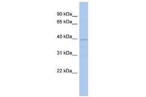 FLJ33790 antibody used at 1 ug/ml to detect target protein. (FLJ33790 (N-Term) antibody)