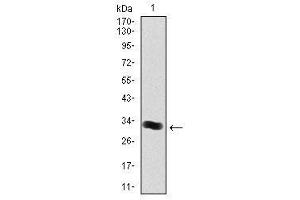 Image no. 1 for anti-Thrombopoietin (THPO) antibody (ABIN1501381) (Thrombopoietin antibody)