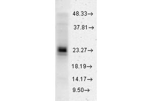 Western blot analysis of Human HeLa cell lysates showing detection of HSP27 protein using Rabbit Anti-HSP27 Polyclonal Antibody . (HSP27 antibody  (Atto 488))