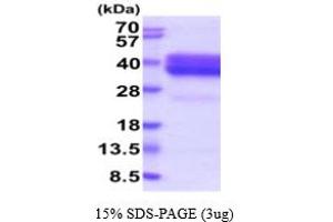 Neurexophilin 1 Protein (NXPH1) (AA 22-271) (His tag)